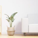 A cozy minimalist living room featuring a white sofa, indoor plant, and wooden furniture.